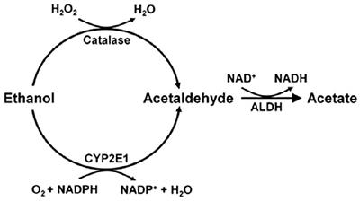 Acquisition, Maintenance and Relapse-Like Alcohol Drinking: Lessons from the UChB Rat Line